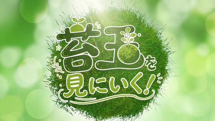 苔玉を見にいく！